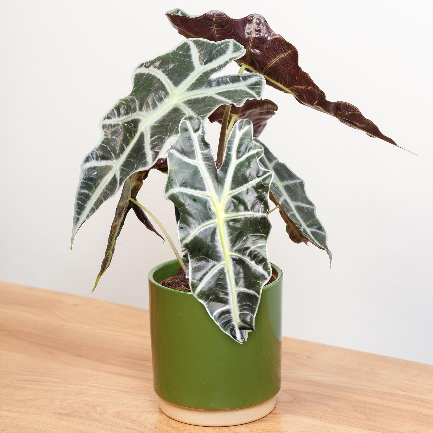 Alocasia Polly (12cm) V1