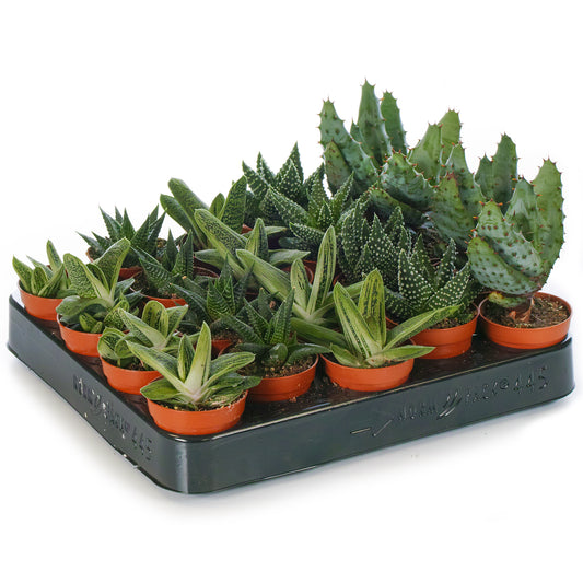 Aloe Mix (5.5cm, 20 plants)