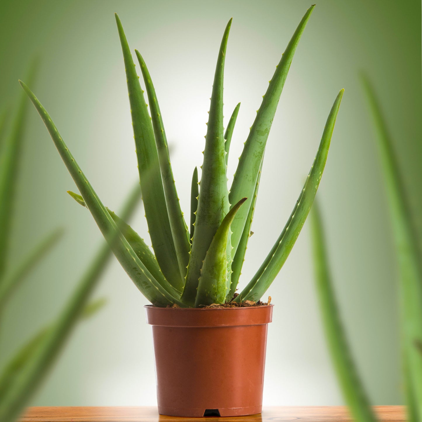 Aloe vera (12cm, V5)