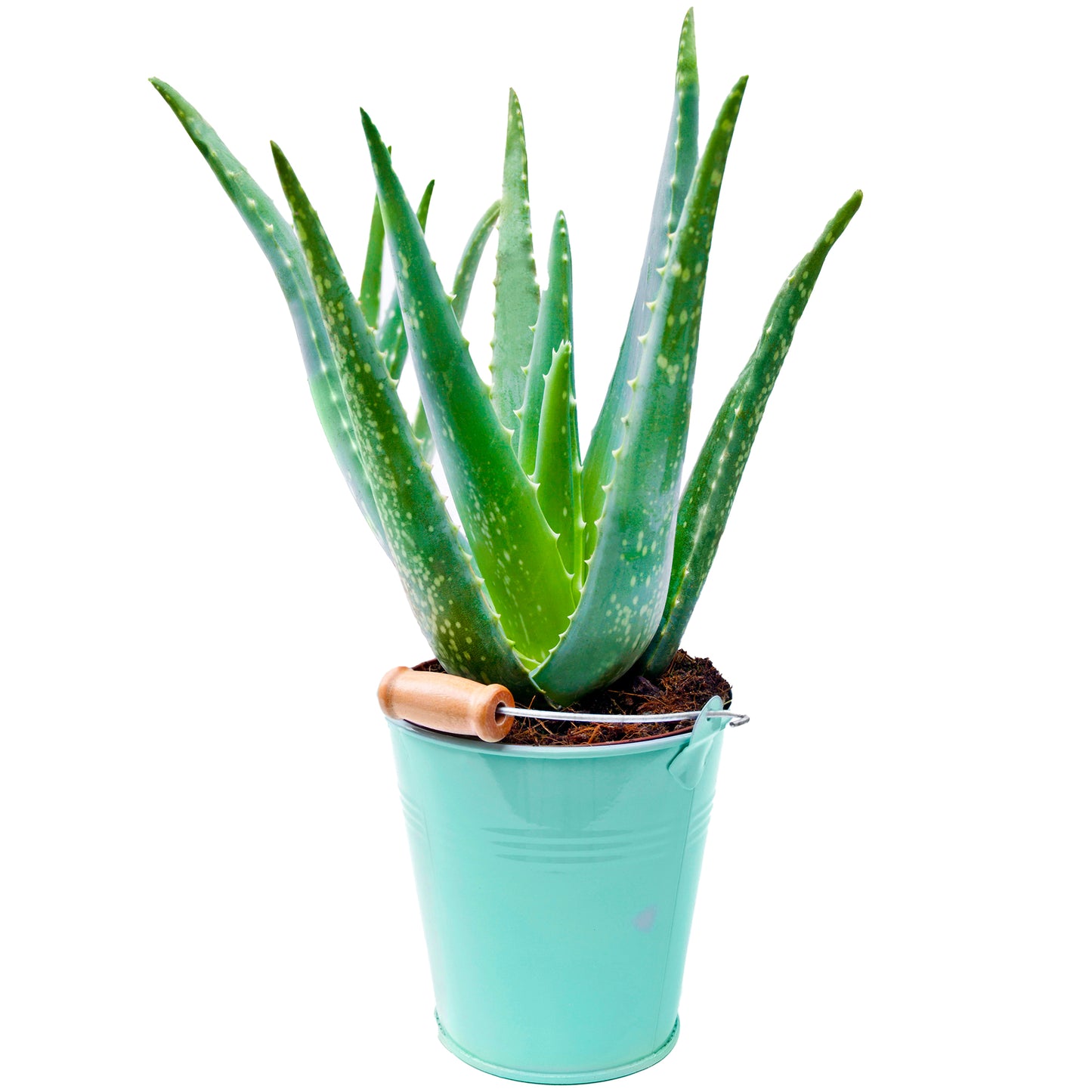 Aloe vera (12cm, V6)