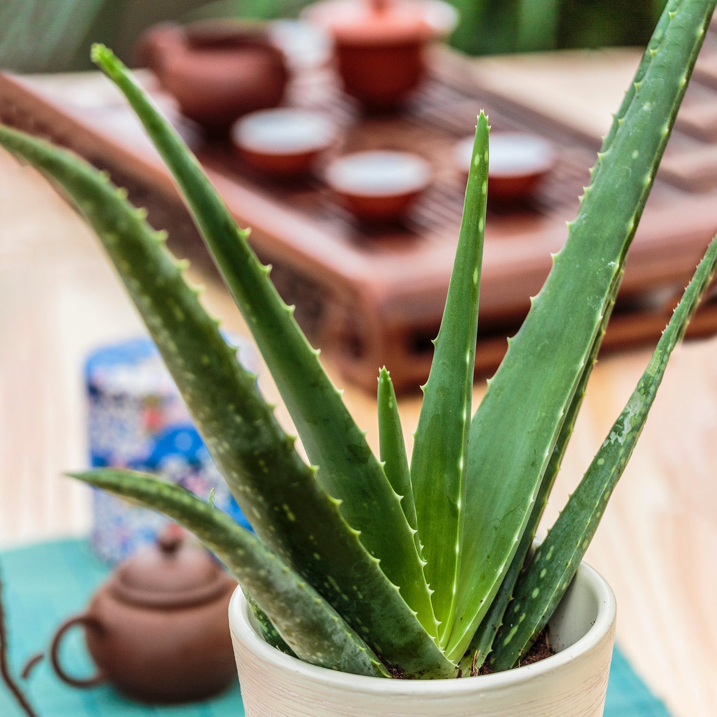 Aloe vera (12cm, V7)