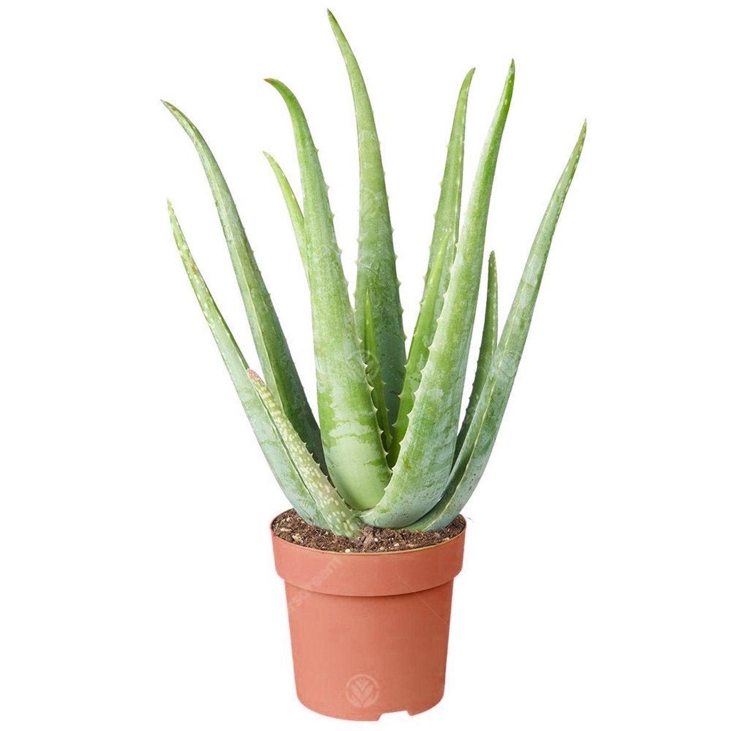 Aloe vera (12cm, V6)