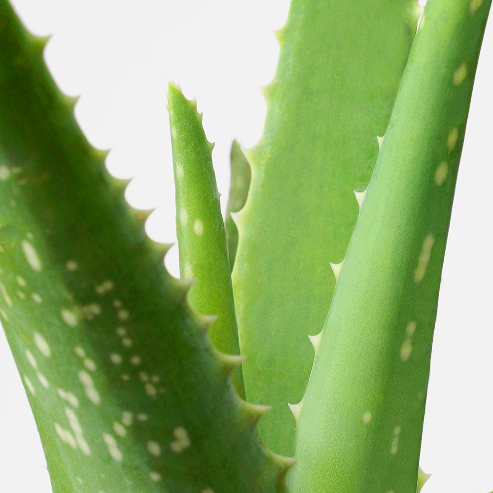 Aloe Vera (12cm) - 3 plants