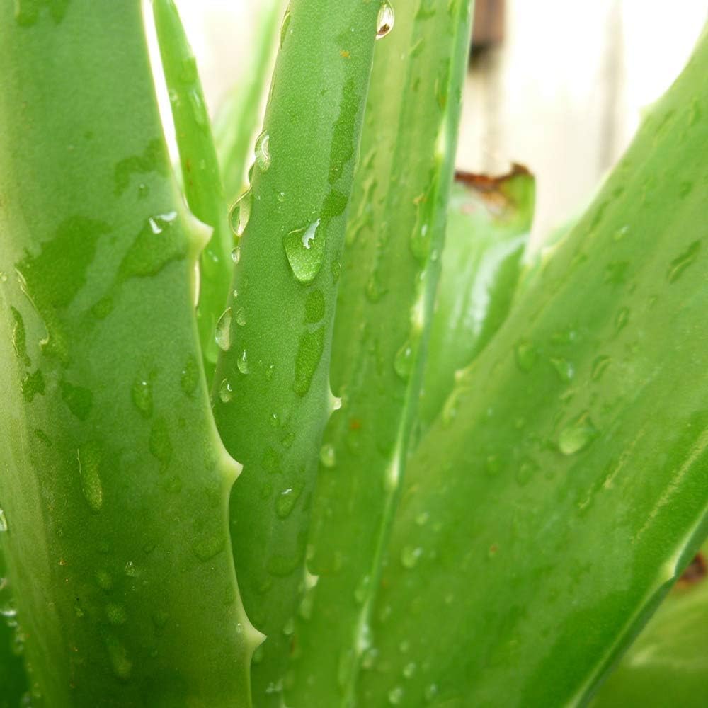 Aloe Vera (12cm)