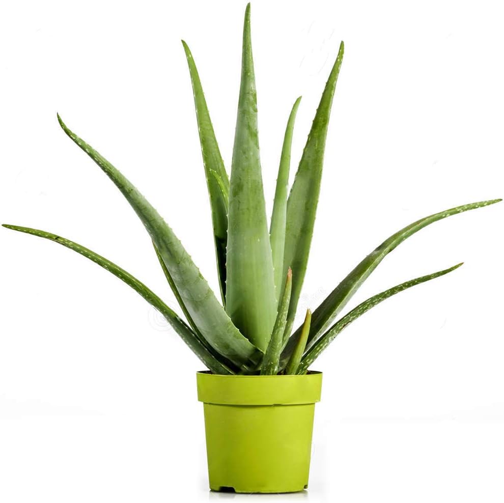 Aloe Vera (12cm)