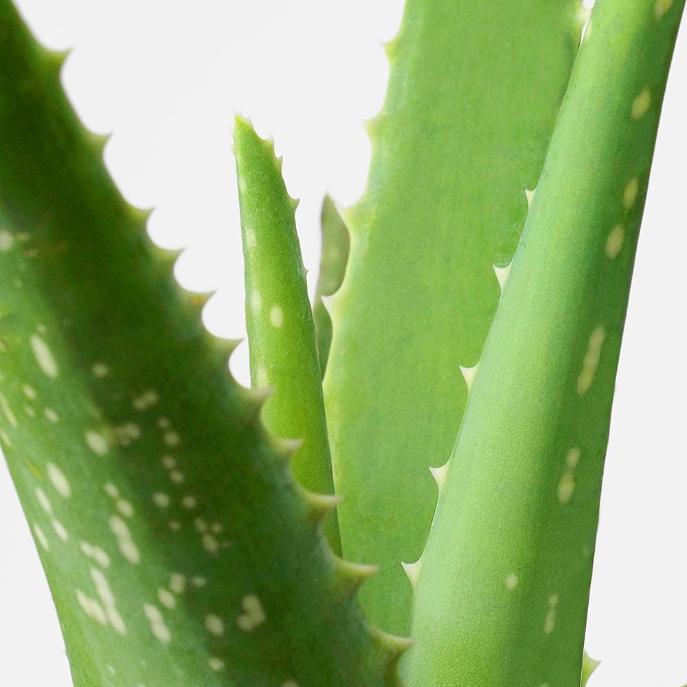 Aloe Vera (12cm)