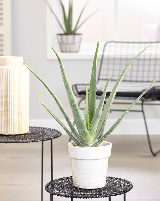 Aloe vera (12cm, V1)