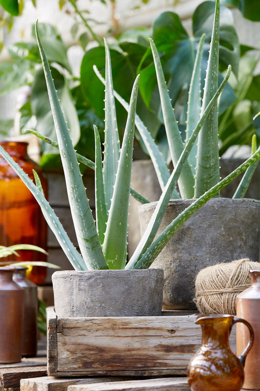 Aloe vera (12cm, V3)