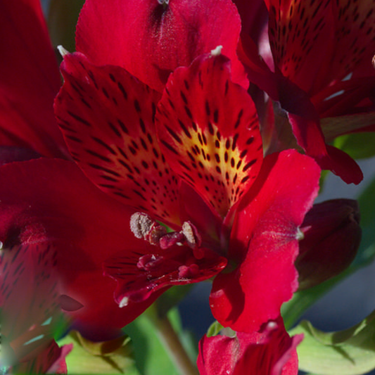 Alstroemeria Kate (9cm)