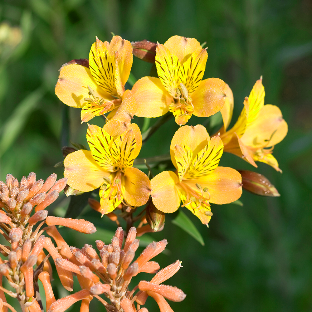 Alstroemeria Lisa (9cm)