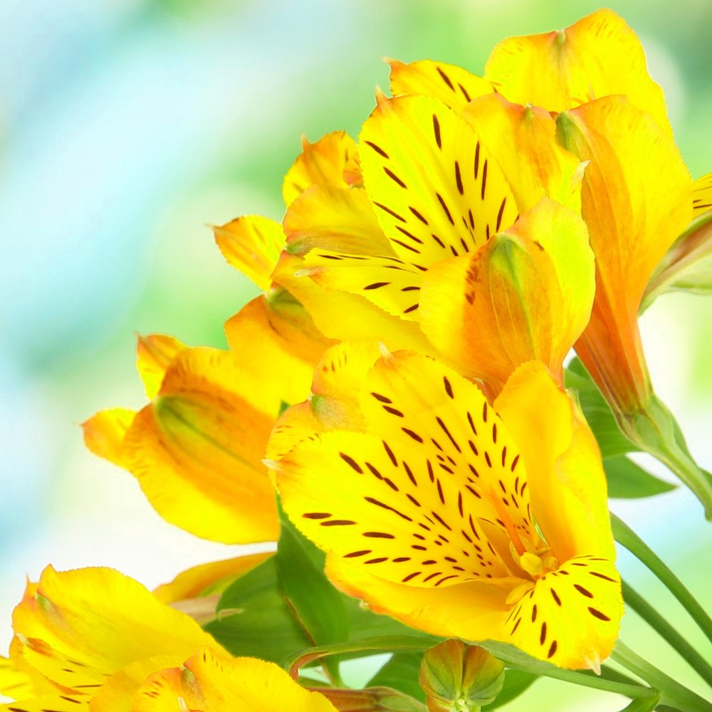 Alstroemeria Lisa (9cm)