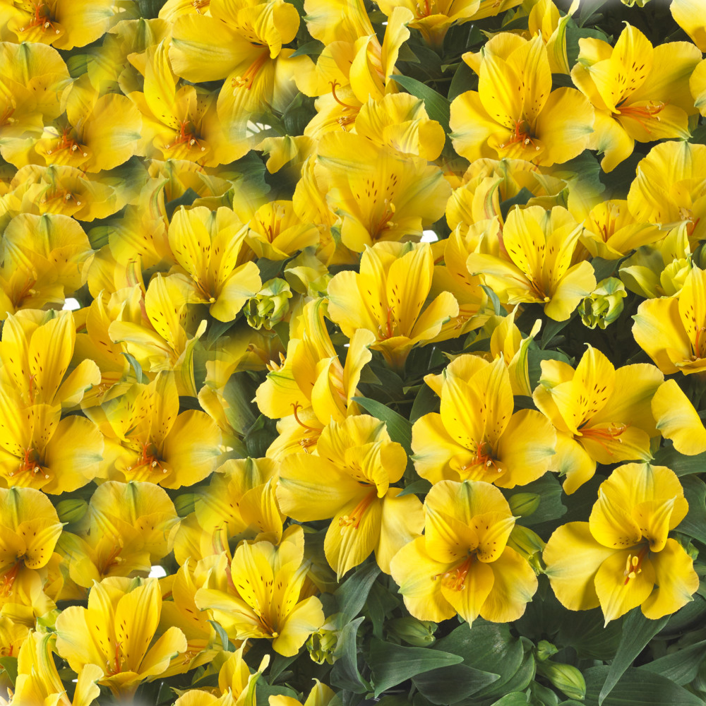 Alstroemeria Lisa (9cm)