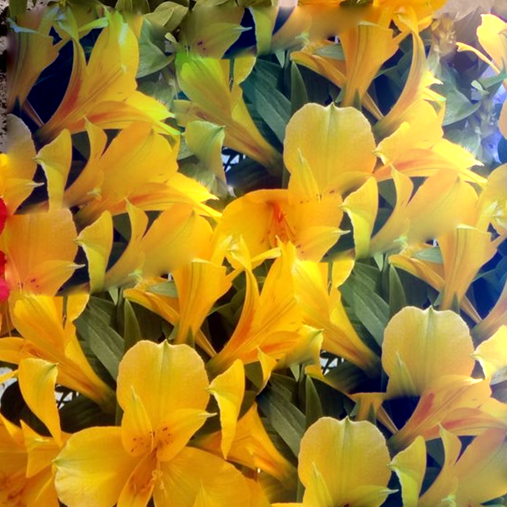 Alstroemeria Lisa (9cm)