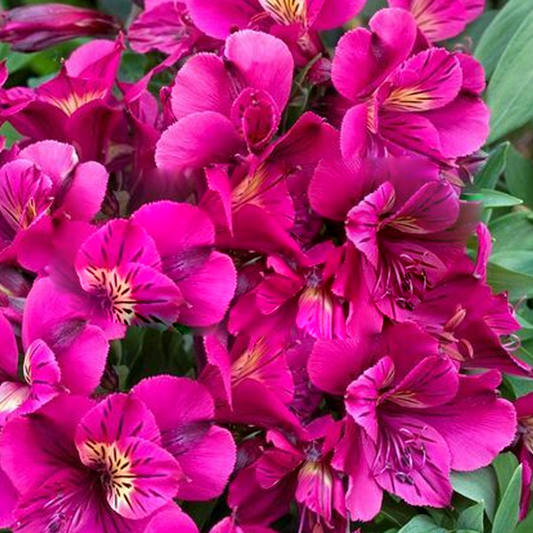 Alstroemeria Louise (9cm)