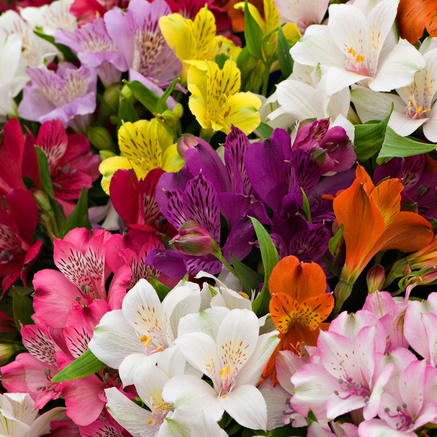 Alstroemeria Collection (9cm, Pack of 5)