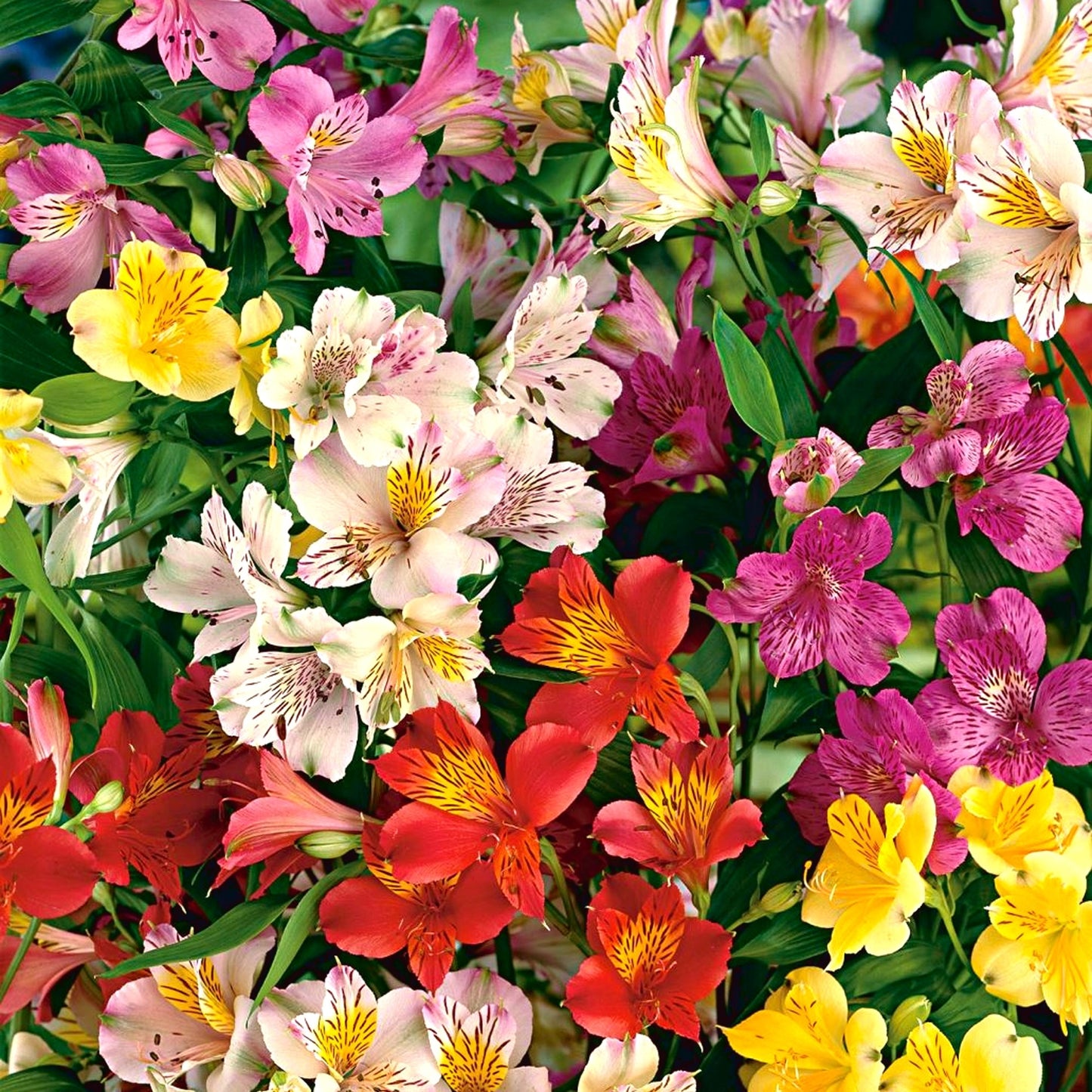 Alstroemeria Collection (9cm, Pack of 5)