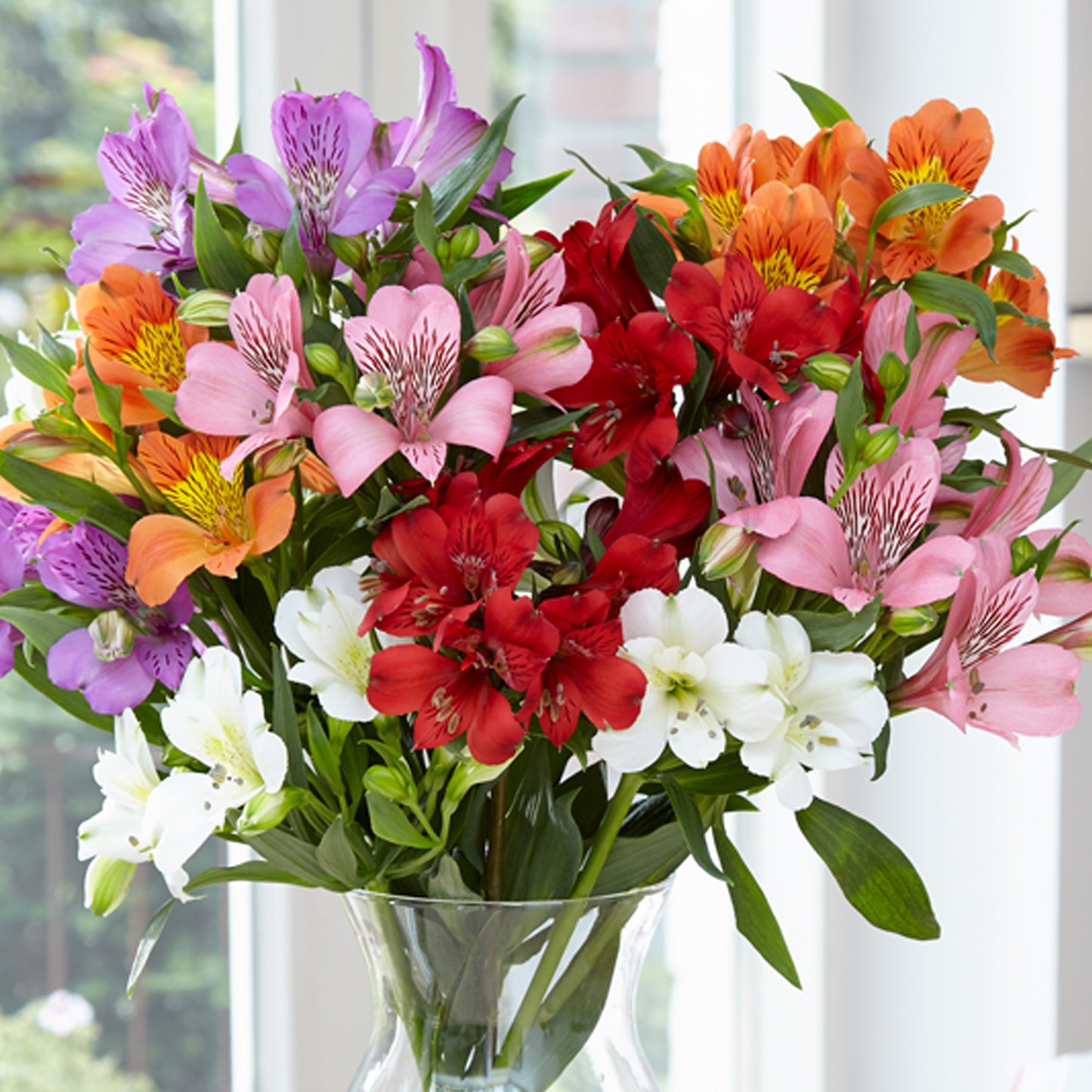 Alstroemeria Collection (9cm, Pack of 5)