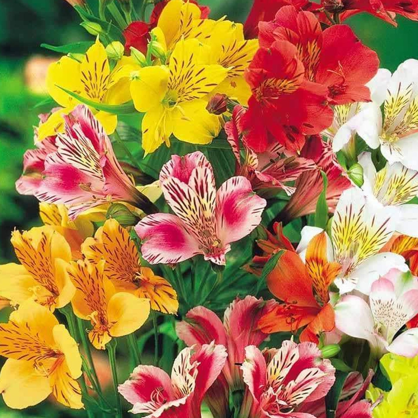 Alstroemeria Collection (9cm, Pack of 5)