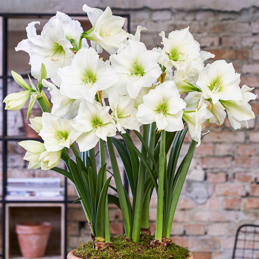 Amaryllis Matterhorn (Pack of 1)