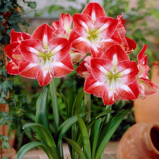 Amaryllis Minerva (Pack of 1)