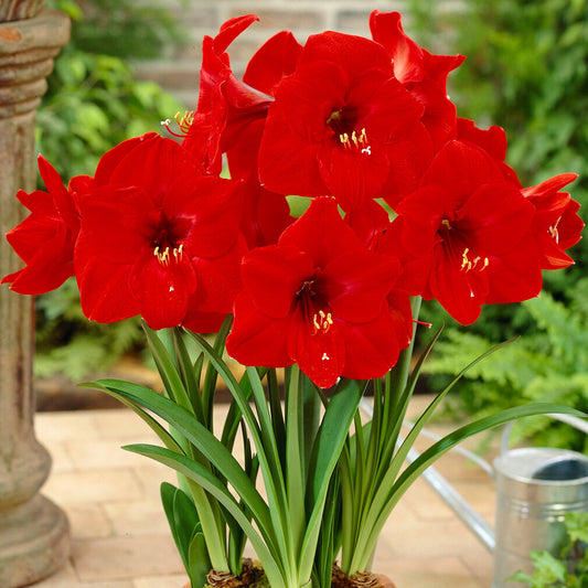 Amaryllis Red Lion (Pack of 1)