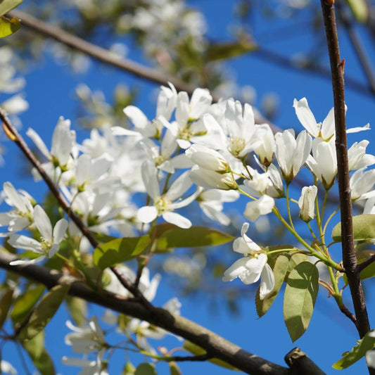 Amelanchier Ballerina Tree (12L, 5-6ft)