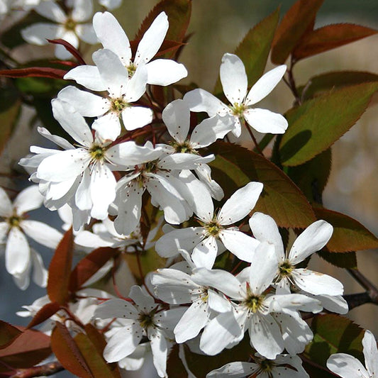 Amelanchier Snowflakes Tree (12L, 5-6ft)