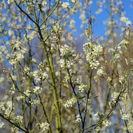 Amelanchier October Flame Tree (12L, 5-6ft)