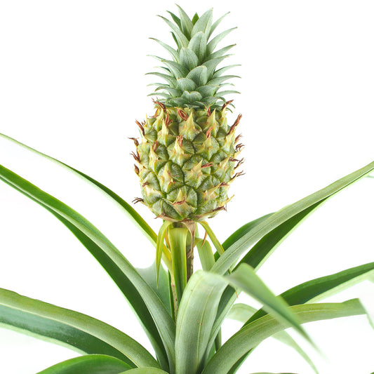 Ananas comosus Amigo (12cm) V5