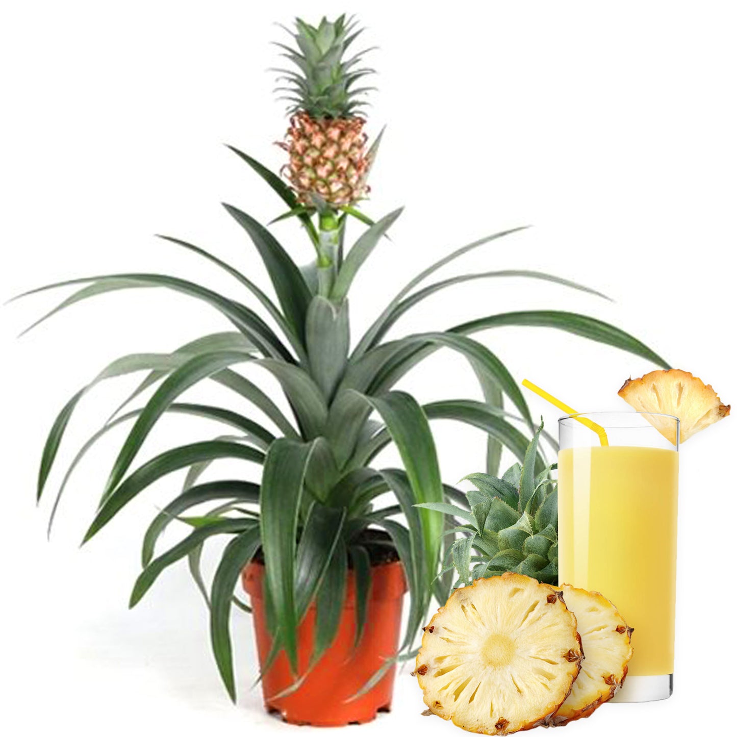 Ananas comosus Amigo (12cm) V1