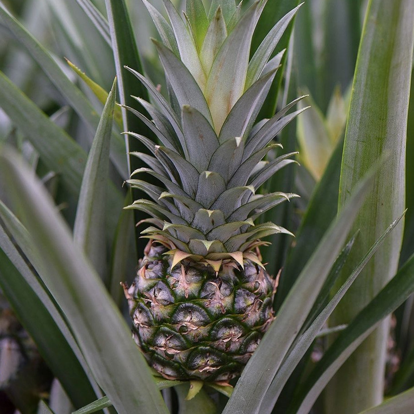 Ananas comosus Amigo (12cm) V1