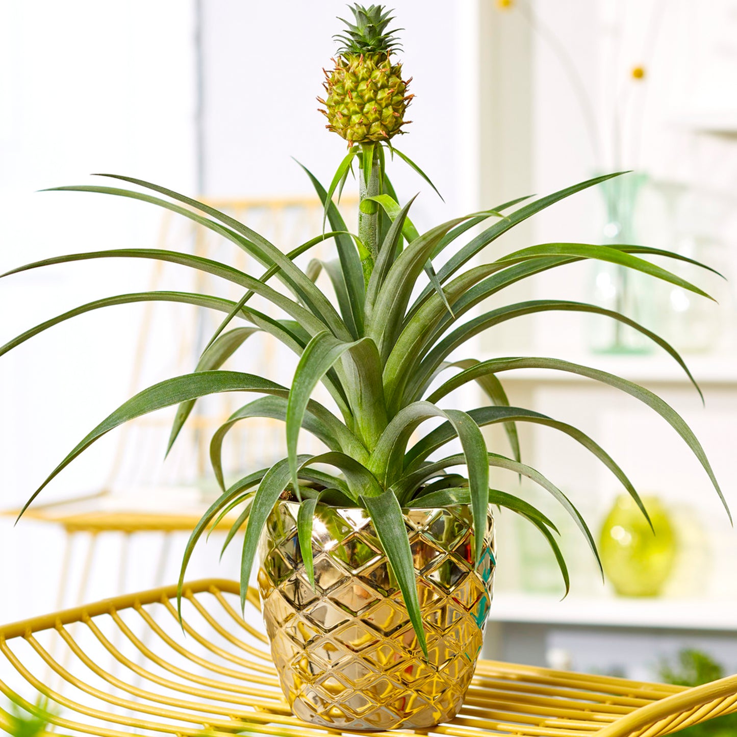 Ananas comosus Amigo (12cm) V1