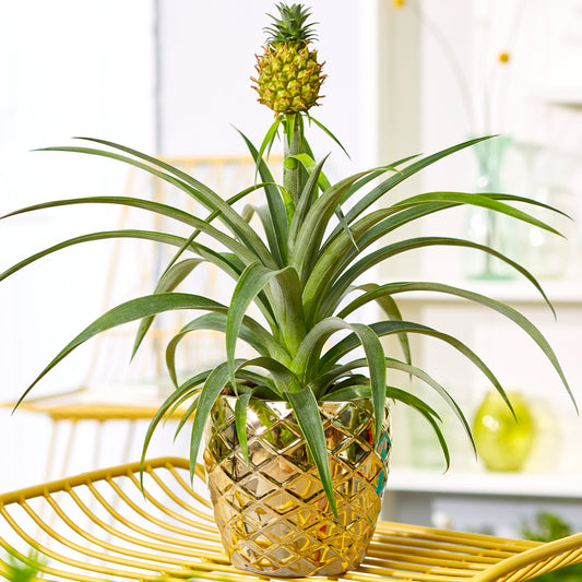 Ananas comosus Amigo (12cm) V1