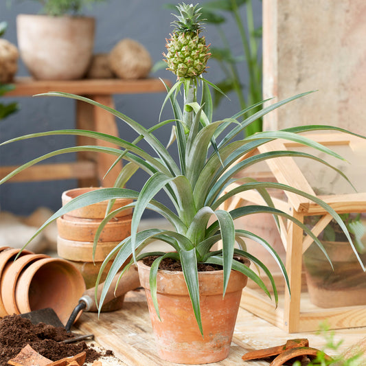 Ananas comosus Amigo (12cm) V2