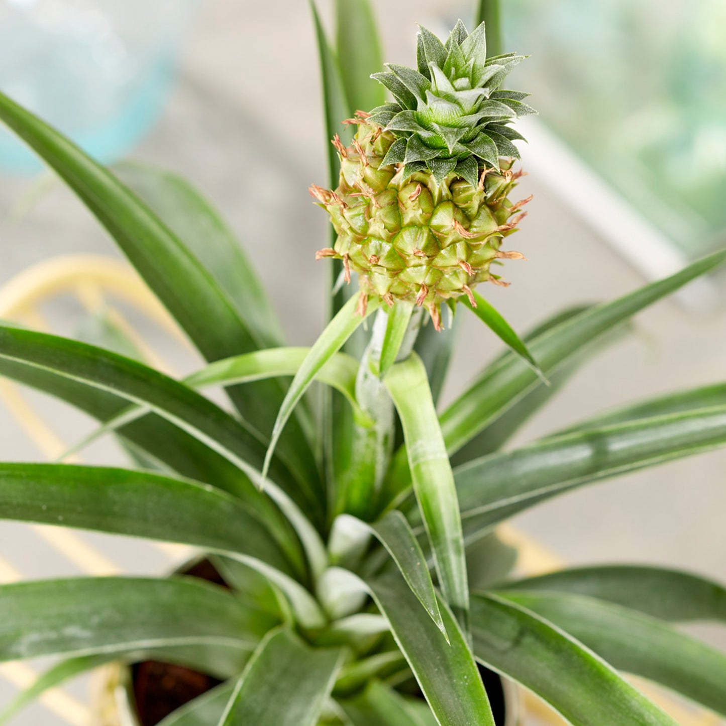 Ananas comosus Amigo (12cm) V3