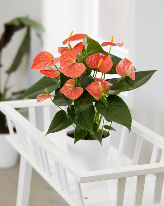 Anthurium Orange (13cm, V1)