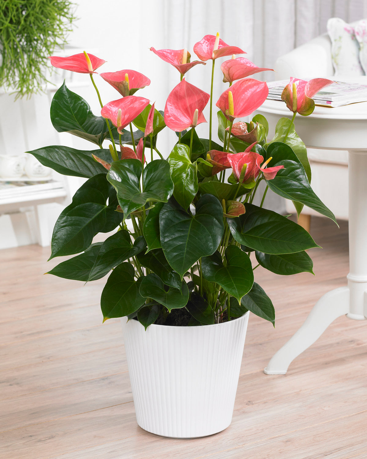 Anthurium Pink (13cm, V1)