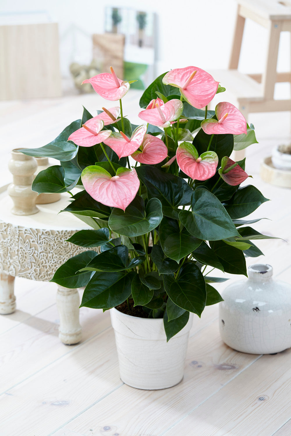 Anthurium Pink (13cm, V2)