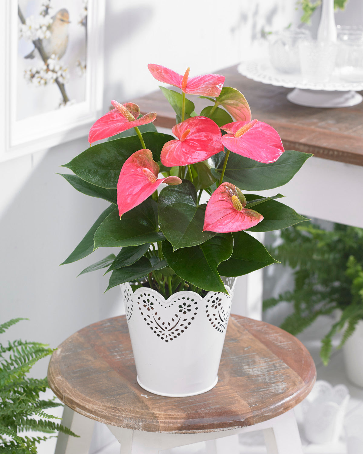 Anthurium Pink (13cm, V3)