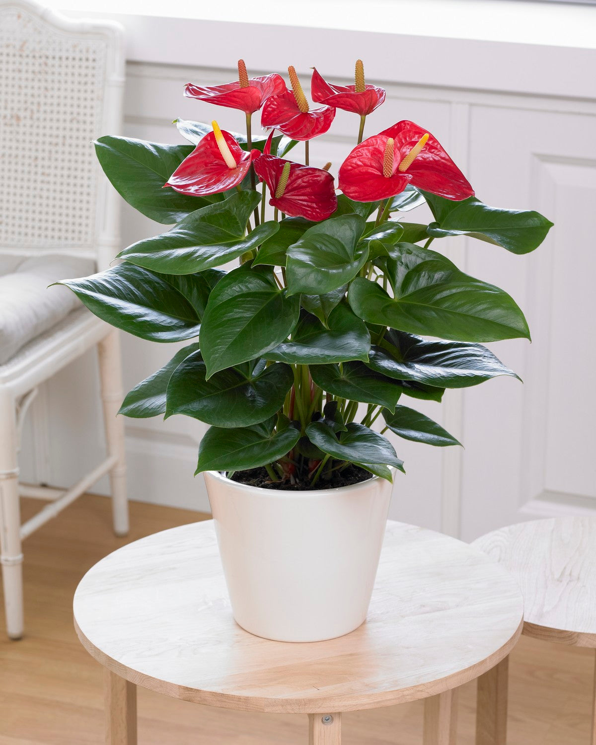 Anthurium Red (13cm, V1)