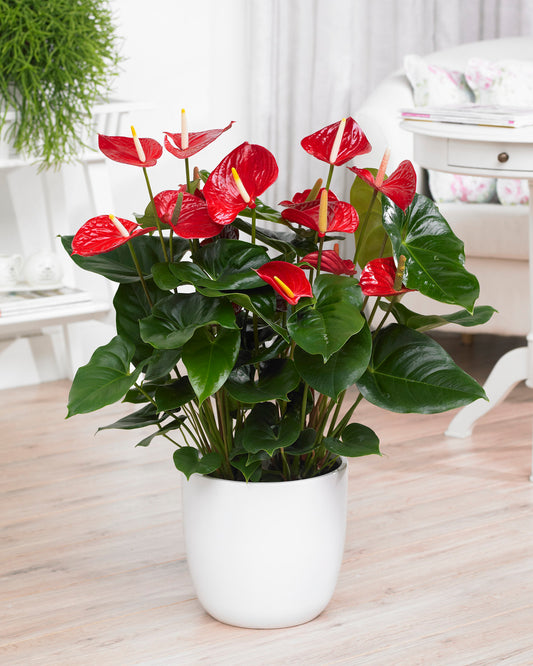 Anthurium Red (13cm, V2)