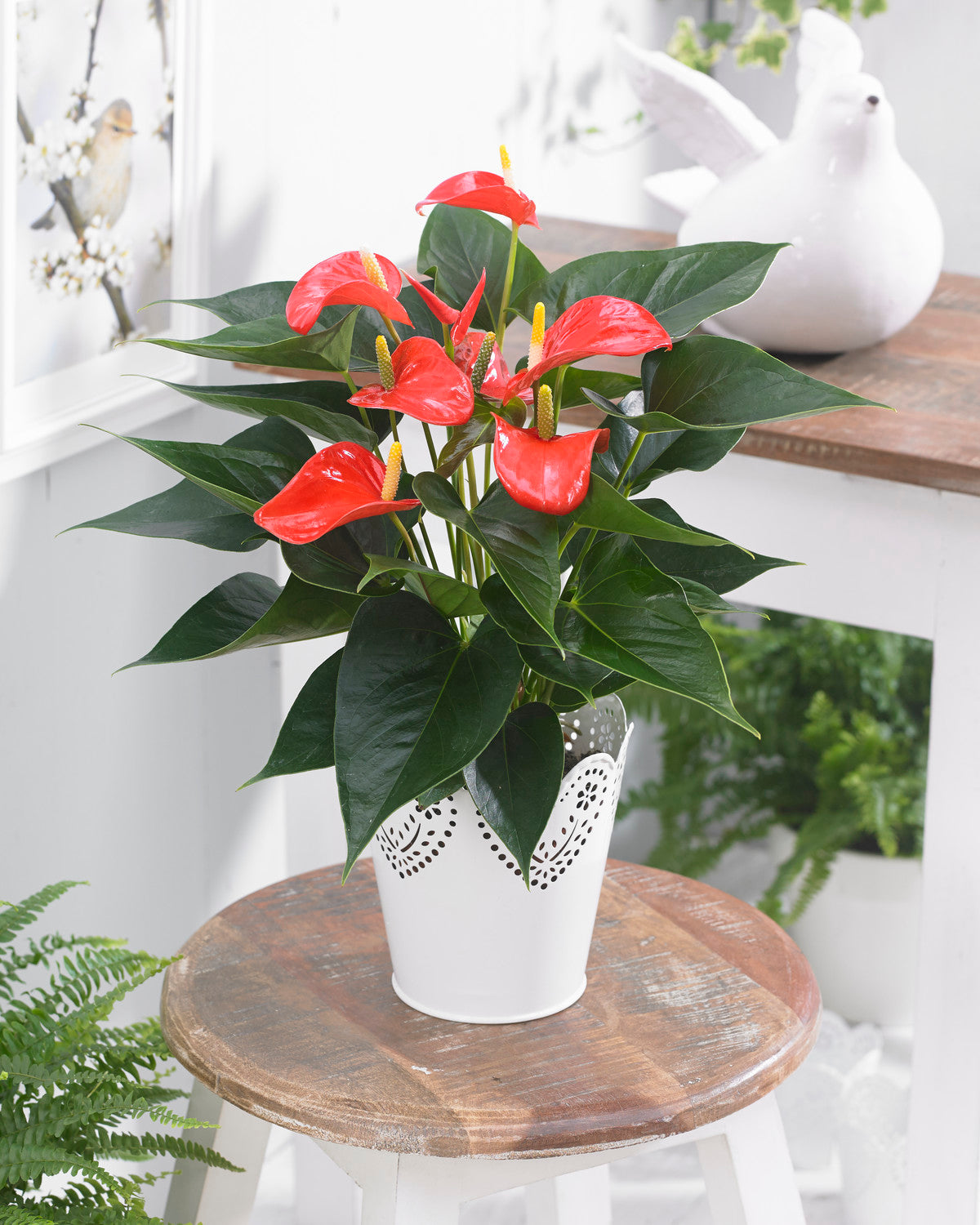 Anthurium Red (13cm, V3)