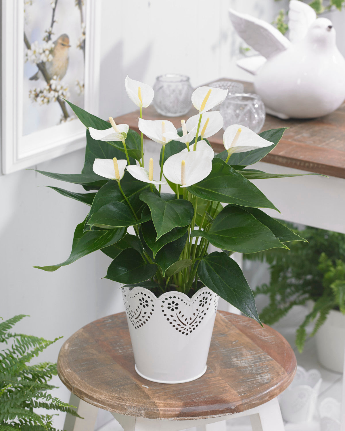 Anthurium White (13cm, V1)