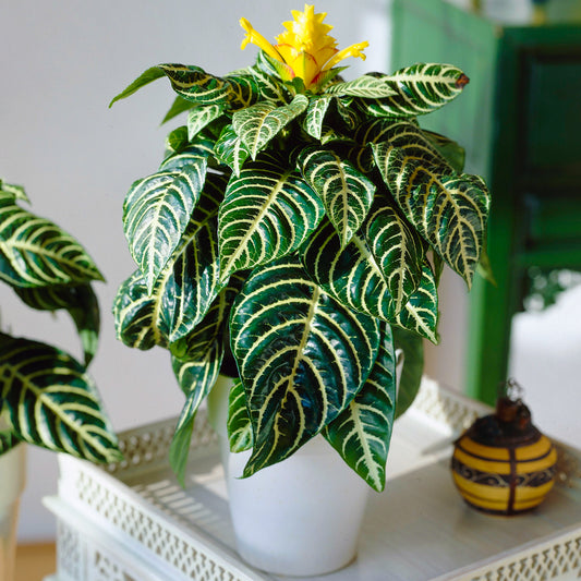Aphelandra Green (12cm) V1