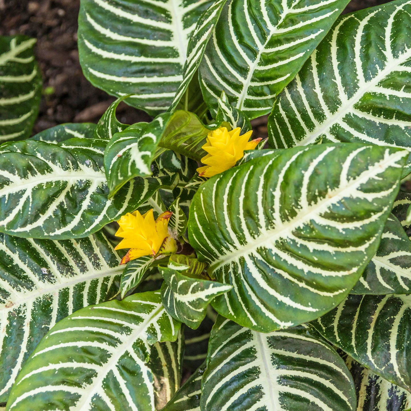 Aphelandra Green (12cm) V2