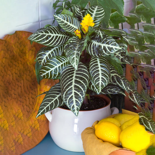 Aphelandra Green (12cm) V3