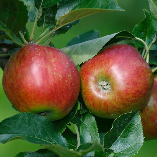 Apple Garden Fountain (12L, Starline)