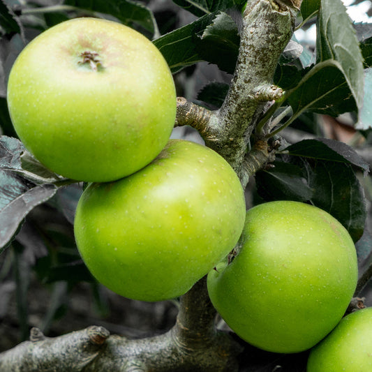 Apple Greenfinch (12L, Starline)