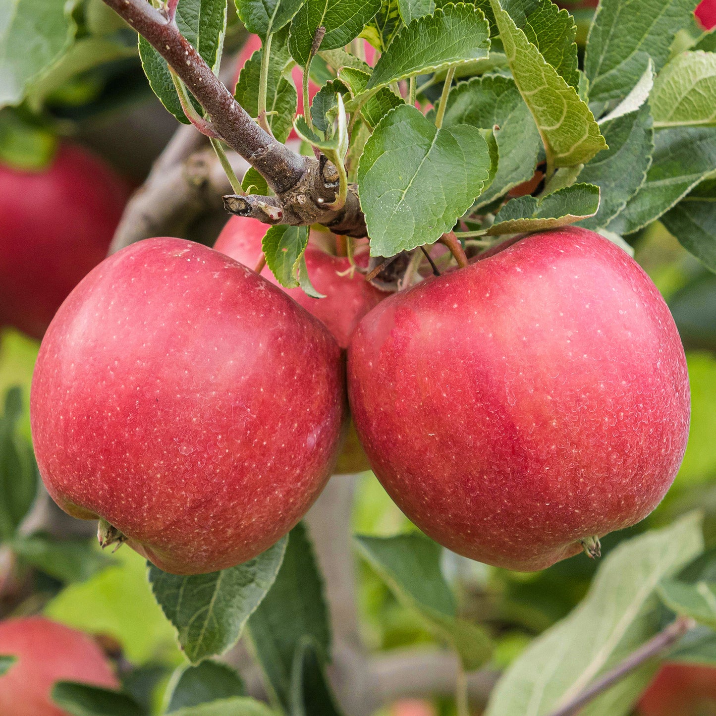 Apple Braeburn (MM106, 7.5L, 4-5ft)