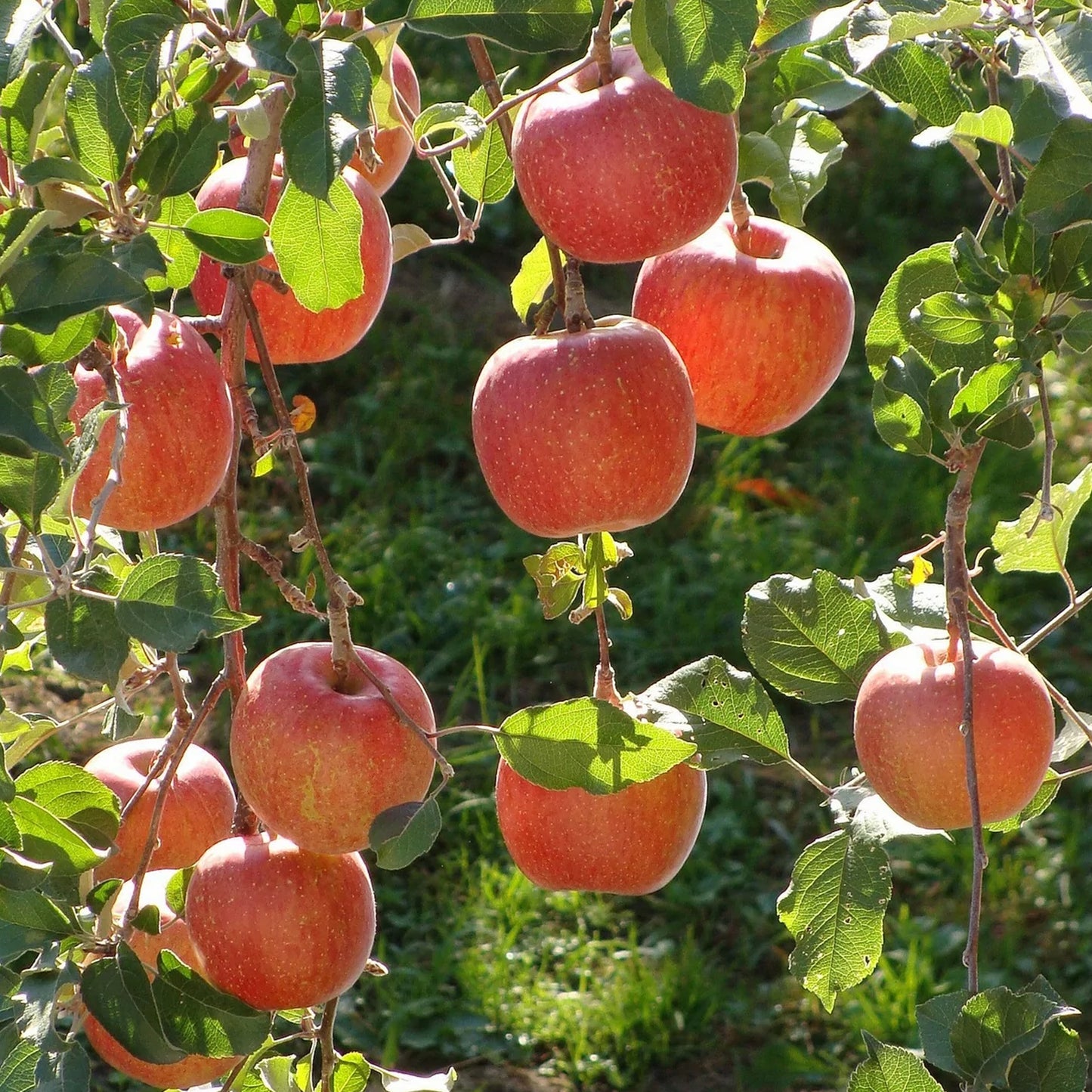 Apple Braeburn (MM106, 7.5L, 4-5ft)